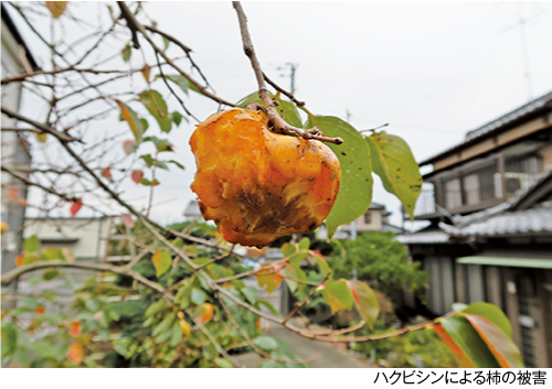 獣害対策について